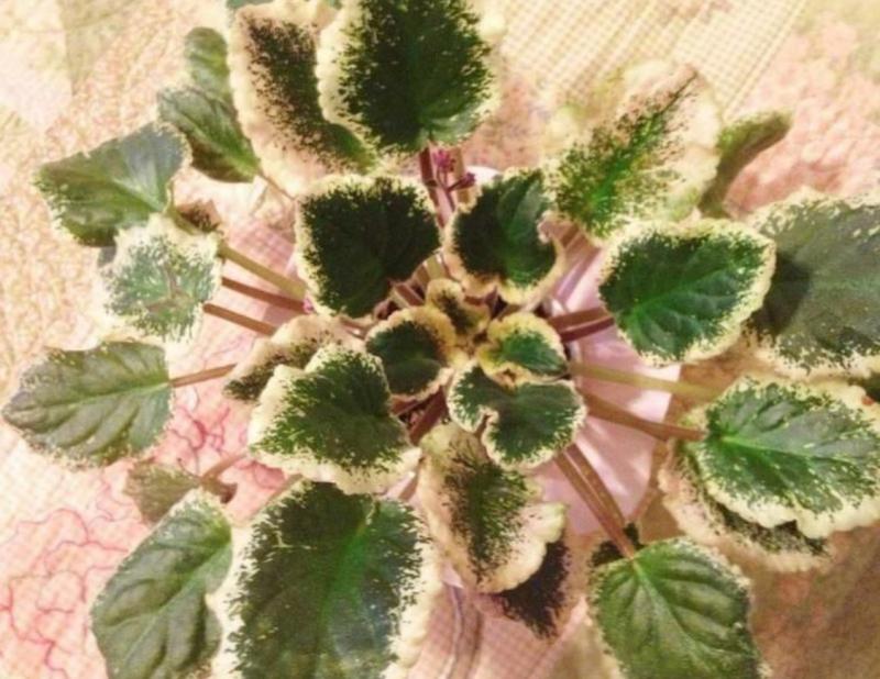 African Violet growing in natural circular, flattened leaf pattern