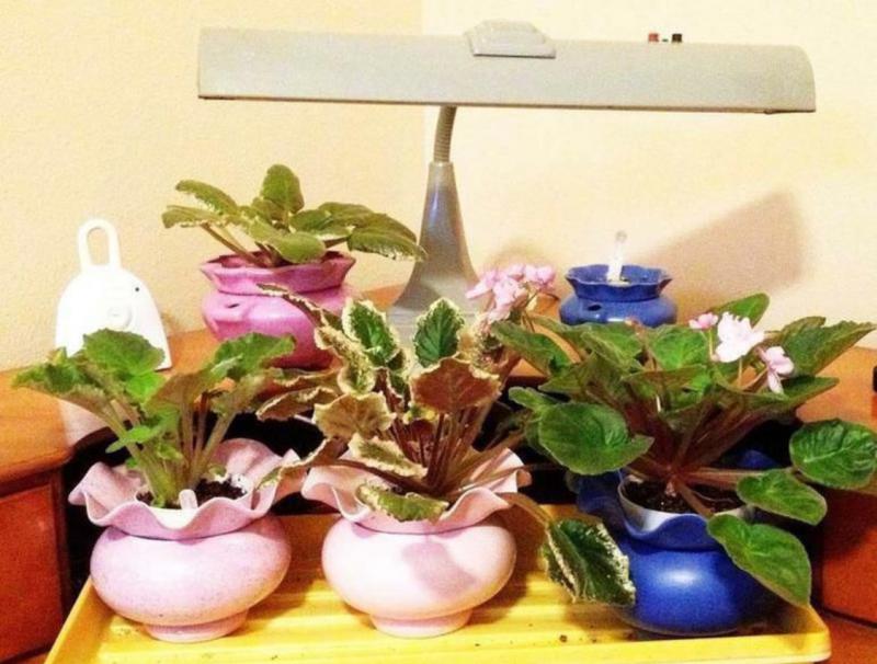 Master Gardener Deloris Gaus has grown hundreds of African Violets
