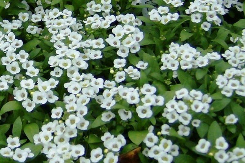 Alyssum