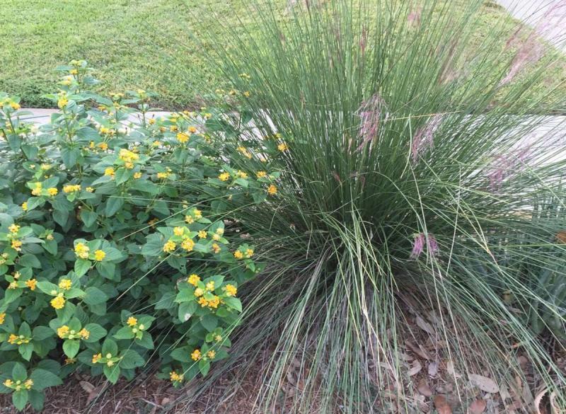 Texas Native Muhly Grass and Lantana
