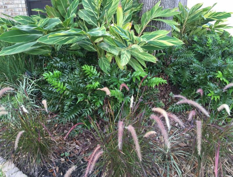 Ornamental Plant Variegated Ginger Purple Fountain Grass