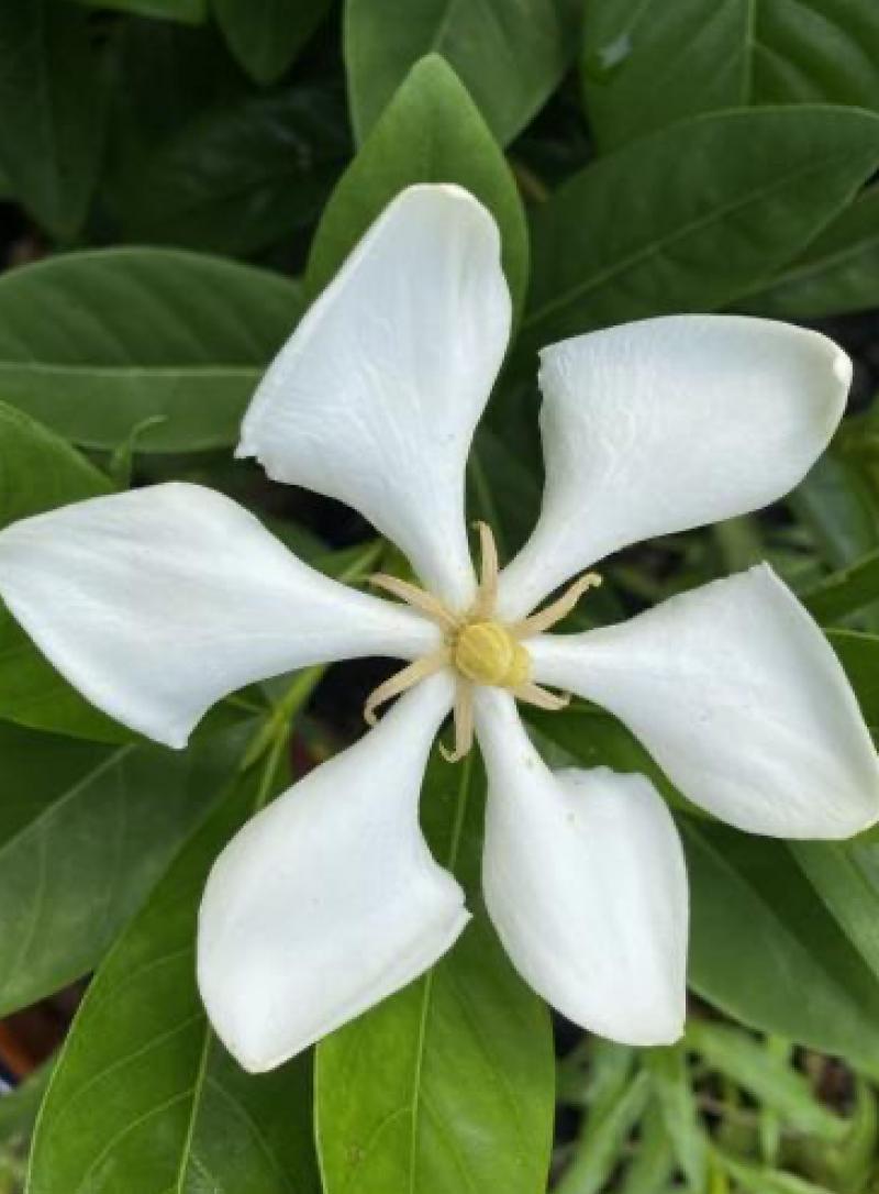 Tahitian Gardenia