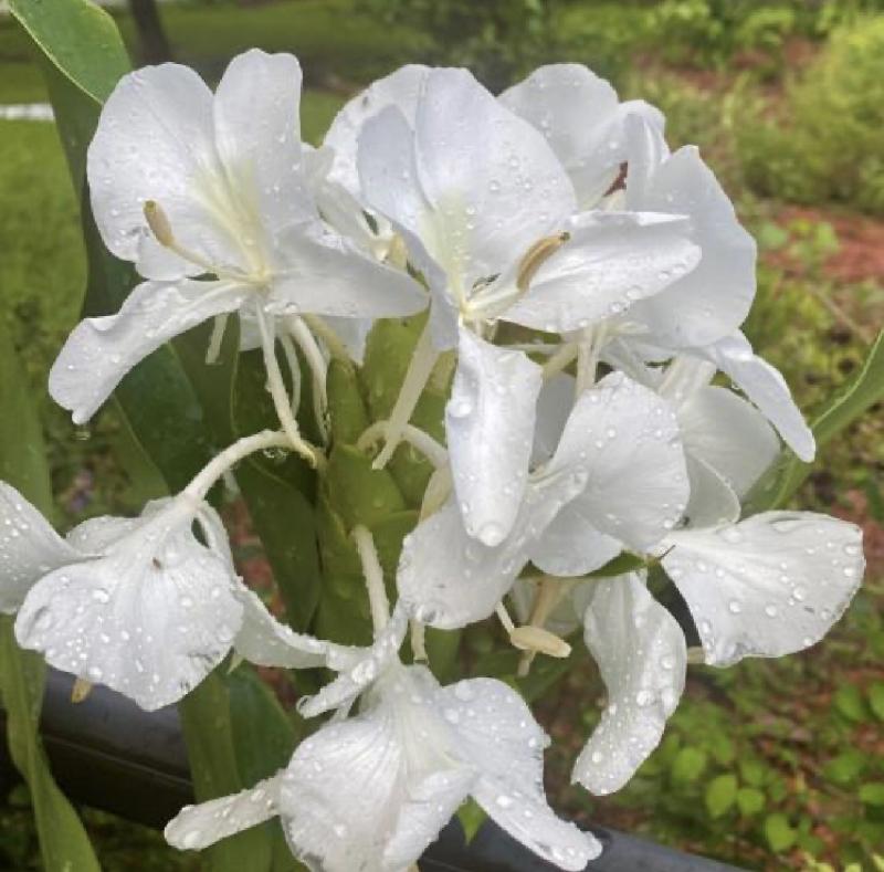 Butterfly Ginger (Hedychium coronarium.) 