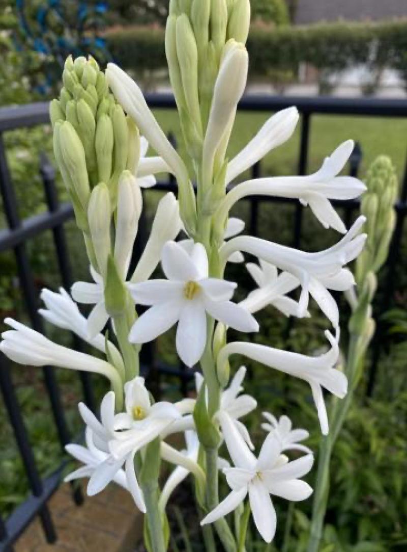 Mexican Tuberose Polianthes tuberosa