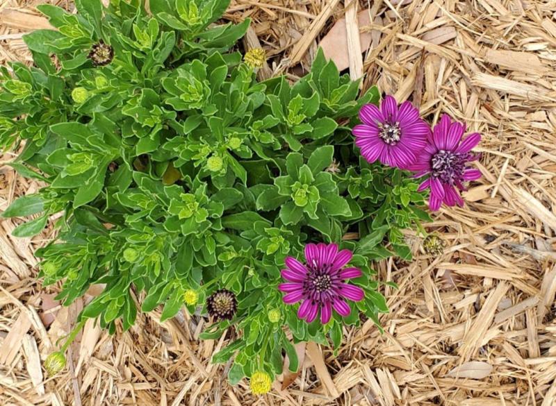 Osteospermum '4D Purple'