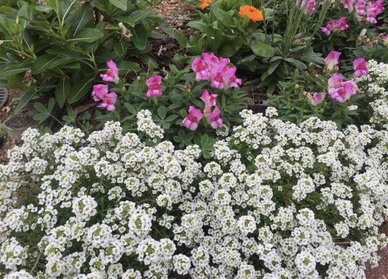 White sweet alyssum and snapdragons are both scented annuals