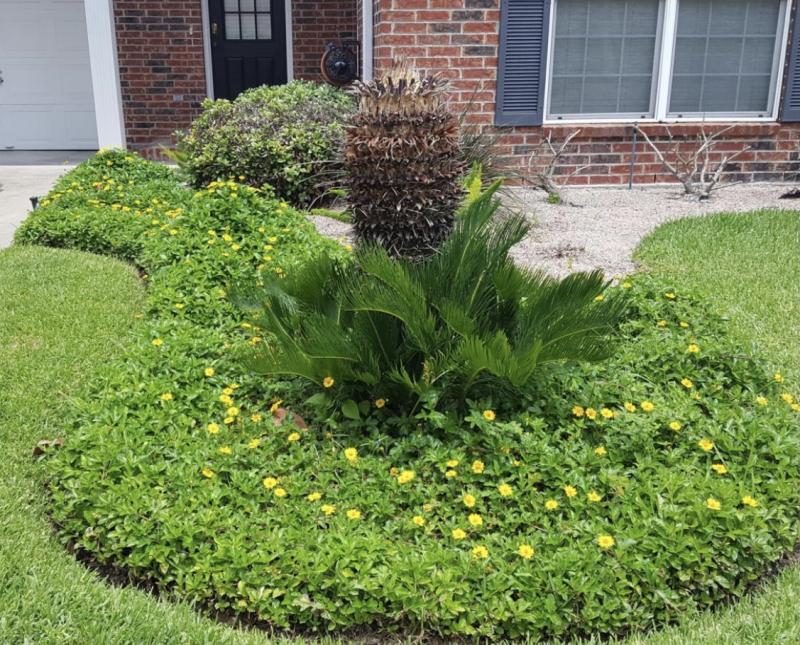 Wedelia Yellow is happiness