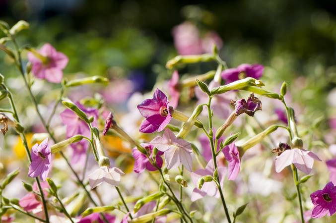 Ornamental Flowering Tobacco