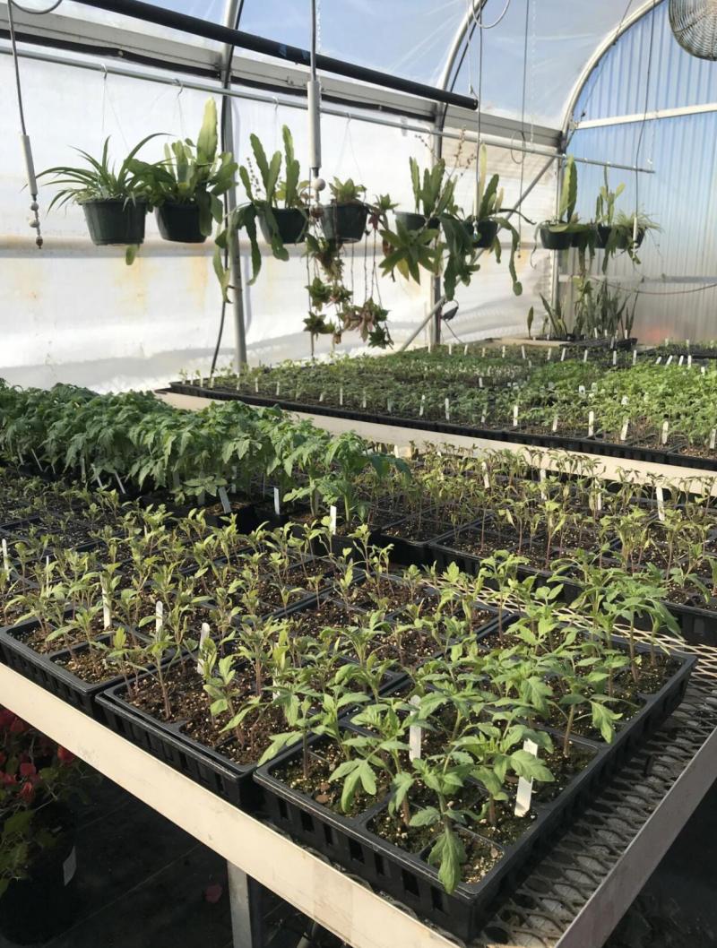 Vegetables and Herbs for Spring Gardens