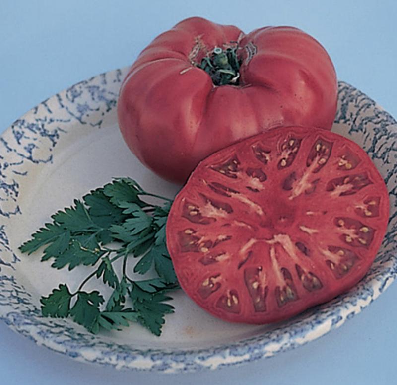 Mortgage Lifter Tomato