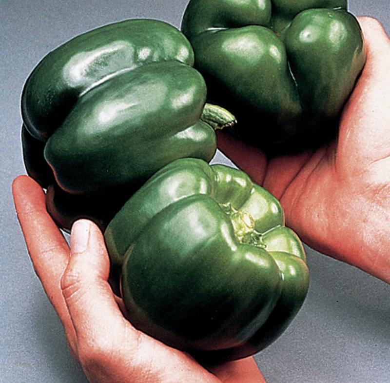 California Wonder Pepper Plants