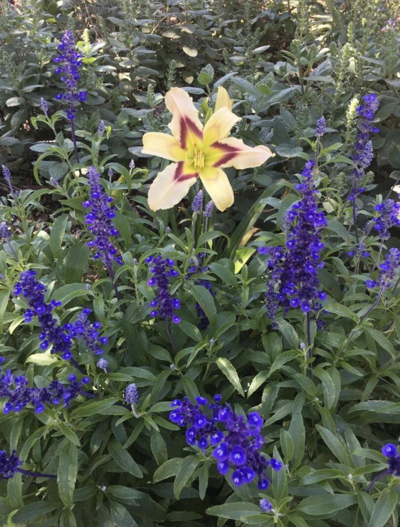 Victoria Blue Salvia with Yellow Daylily
