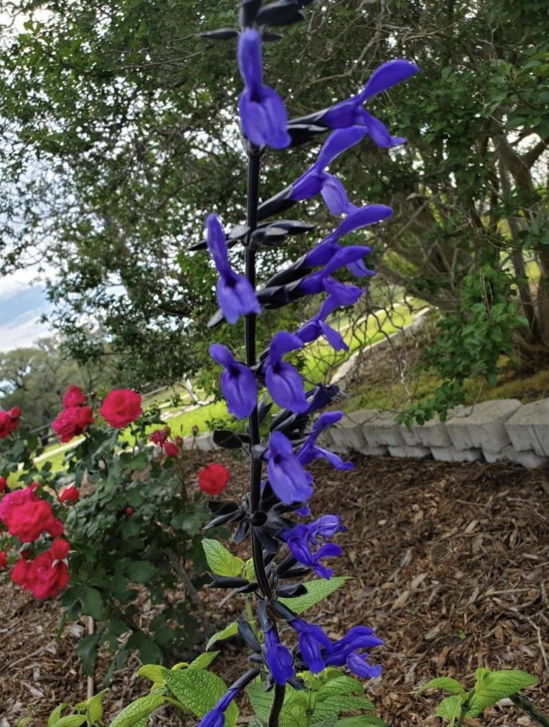 'Amistad' Sage considered true purple color