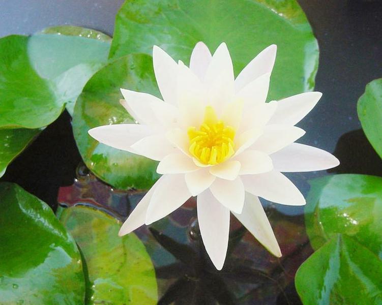 Texas Dawn Water Lily with pinkish cast