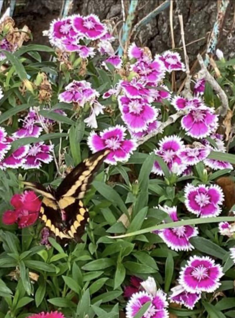 Dianthus with swallowtail butterfly