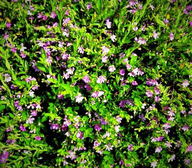 'Allyson' variety of Mexican Heather
