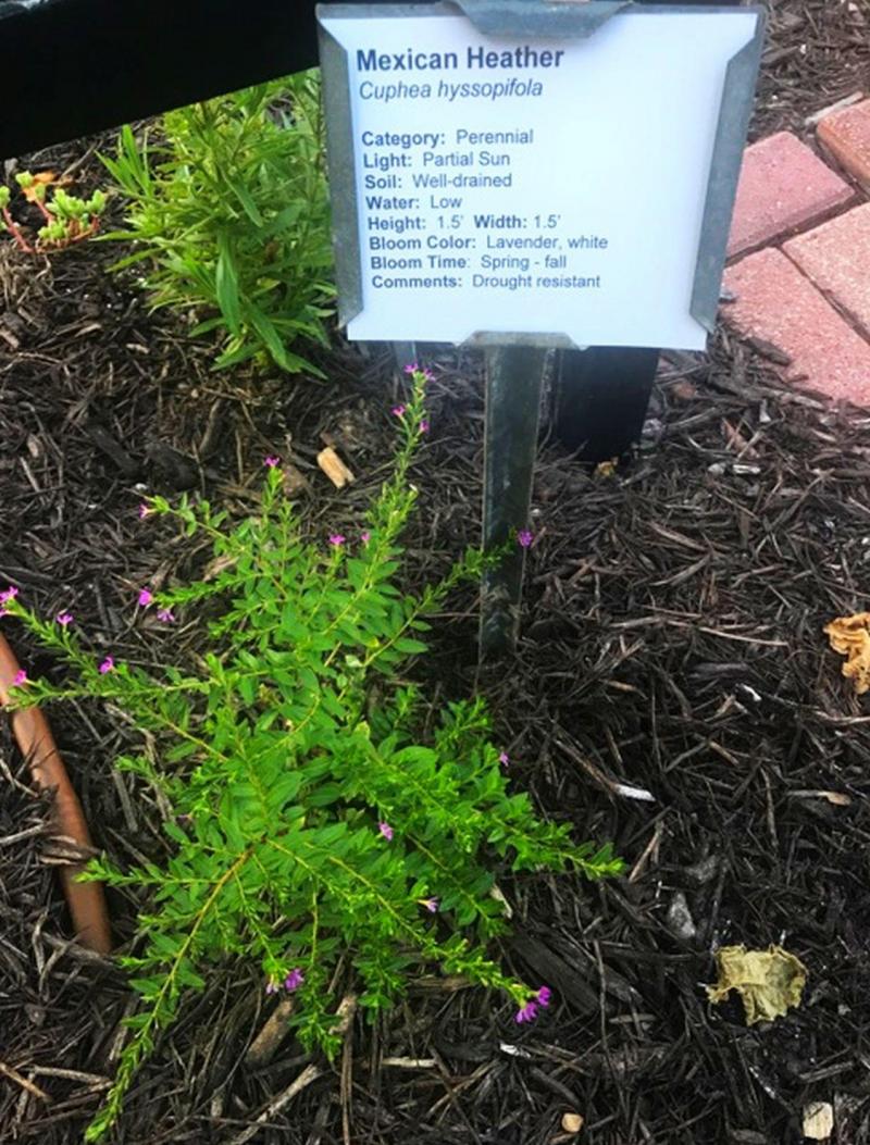 Mexican Heather with Plant ID tag