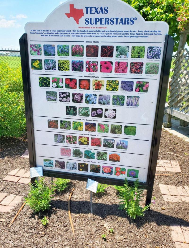 Texas Superstar Plant Sign in VEG with Blue Daze and Mexican Heather