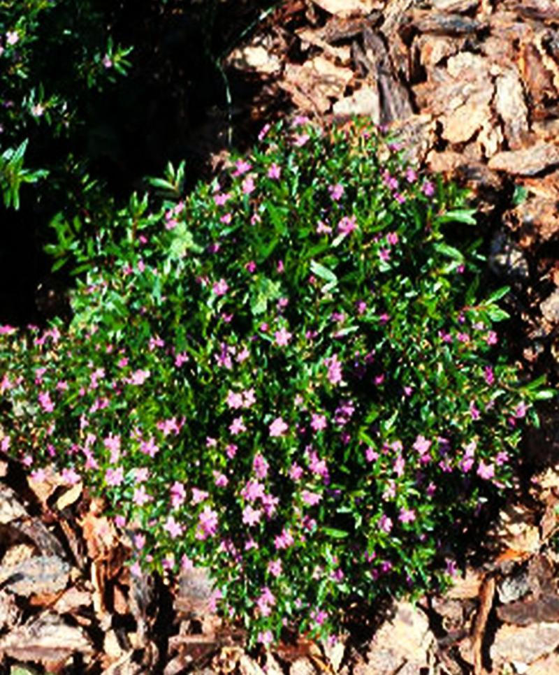 Mexican Heather in full sun to part shade mulched area planted 2 feet apart