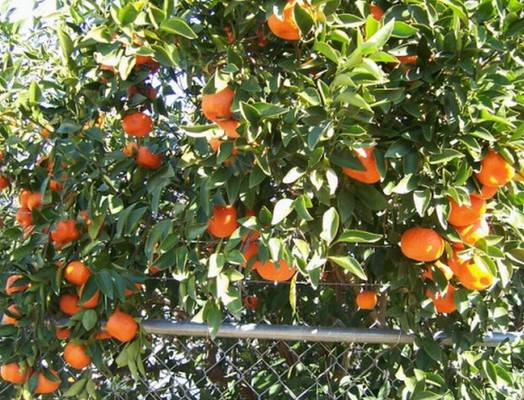 Mandarin Orange Tree photo by Henry Hartman