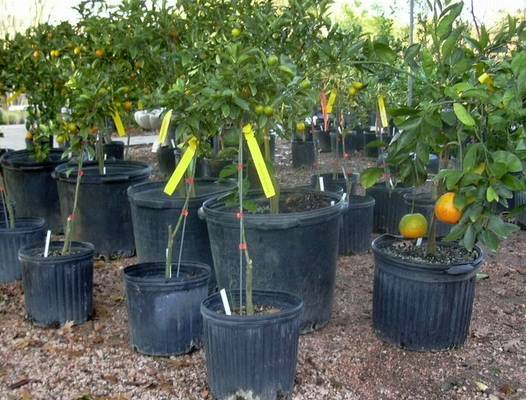 Young citrus available at nurseries