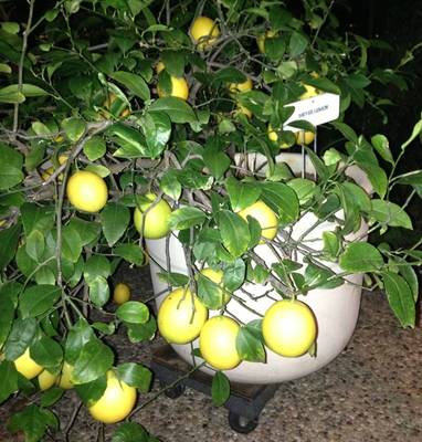 Improved Meyer Lemon Tree bearing fruit by Nancy Kramer