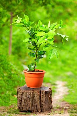Very young Satsuma Mandarin in pot
