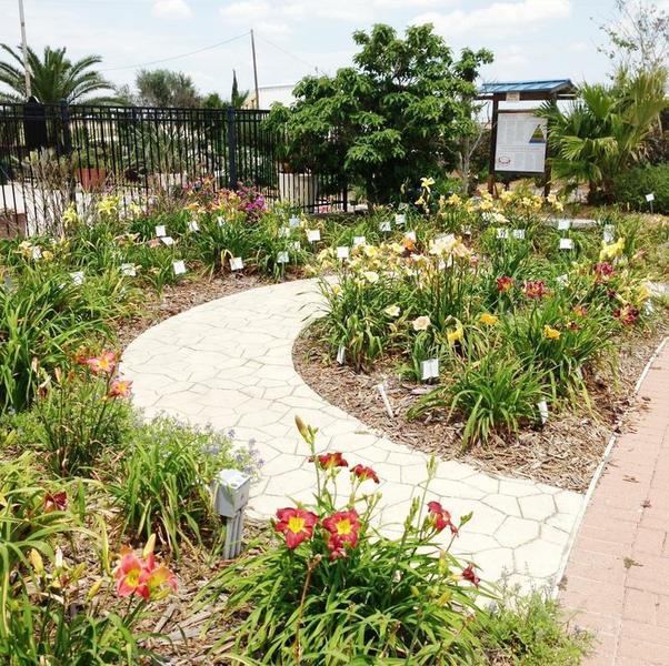 The Daylily Area at Victoria Educational Gardens