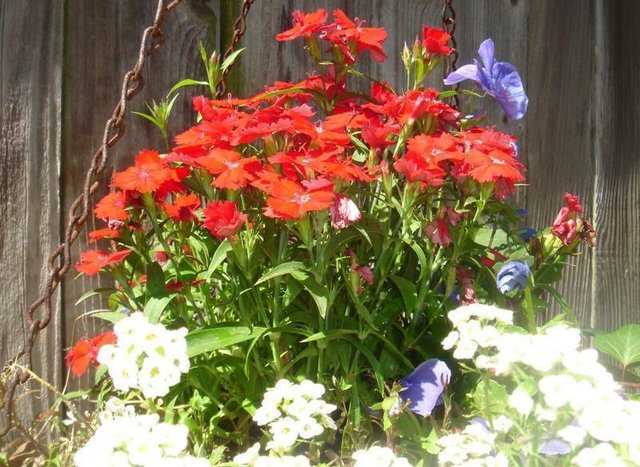 Dianthus