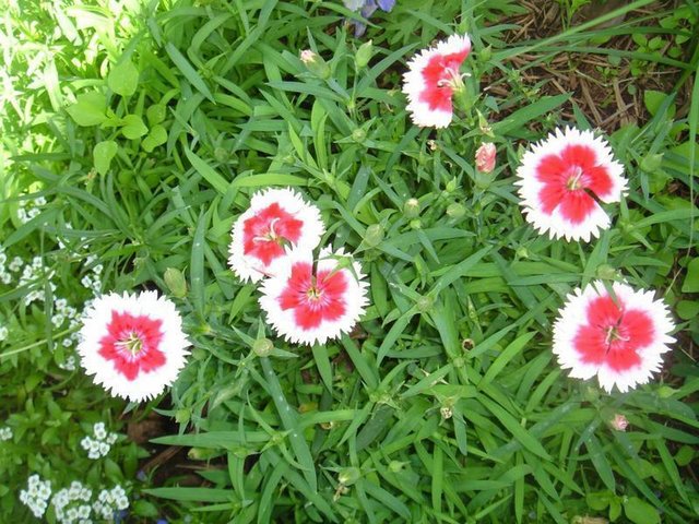 Picotee Dianthus