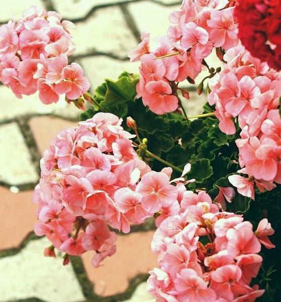 Ivy Geranium