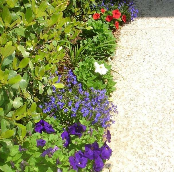 Carpet Series Petunias