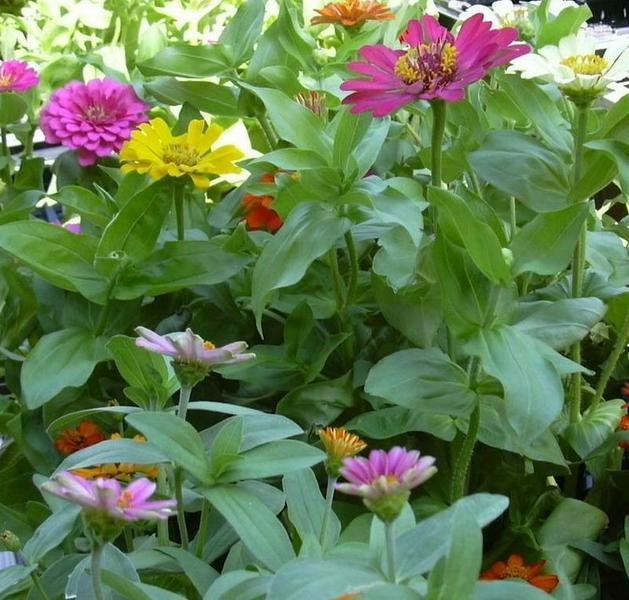 Zinnias