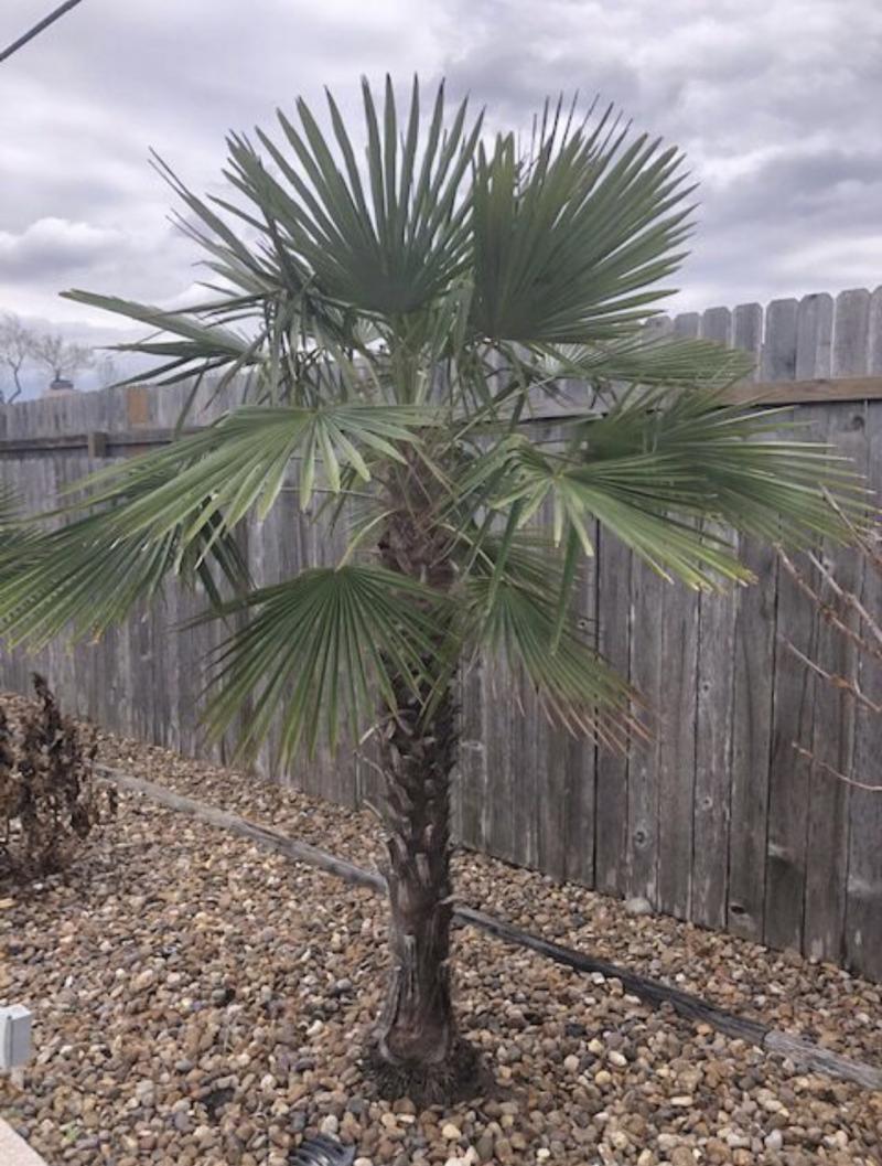 A Windmill Palm in Victoria that survived the Feb 2021 freeze