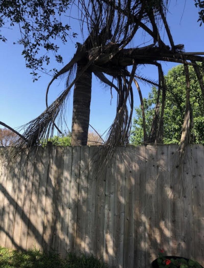 Large Palm in the wrong place that did not survive freeze of 2021