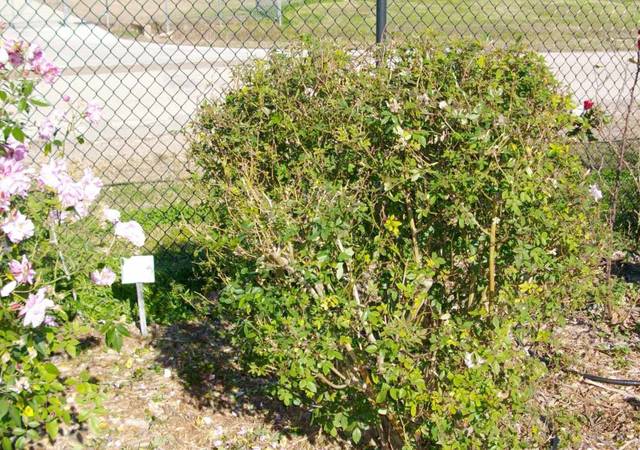 Properly pruned antique rose bush