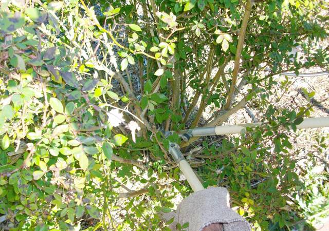 Dead, damaged, weak canes lopped out with pruner