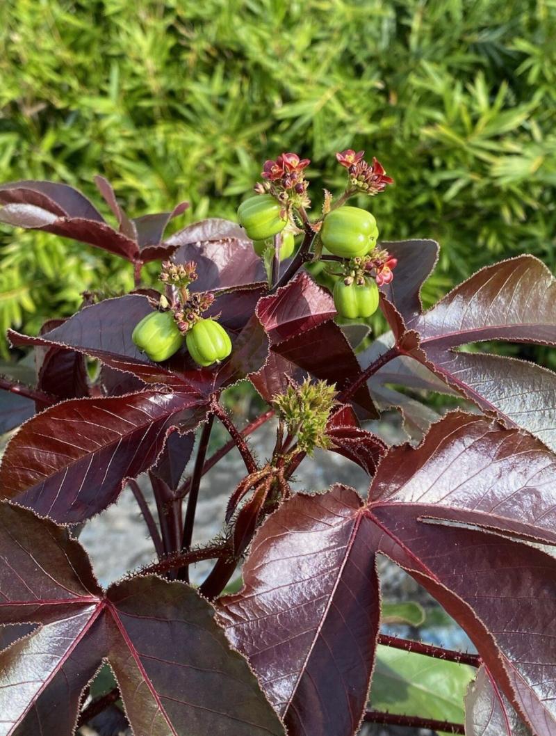 Tua Tua Jatropha gossypiifolia