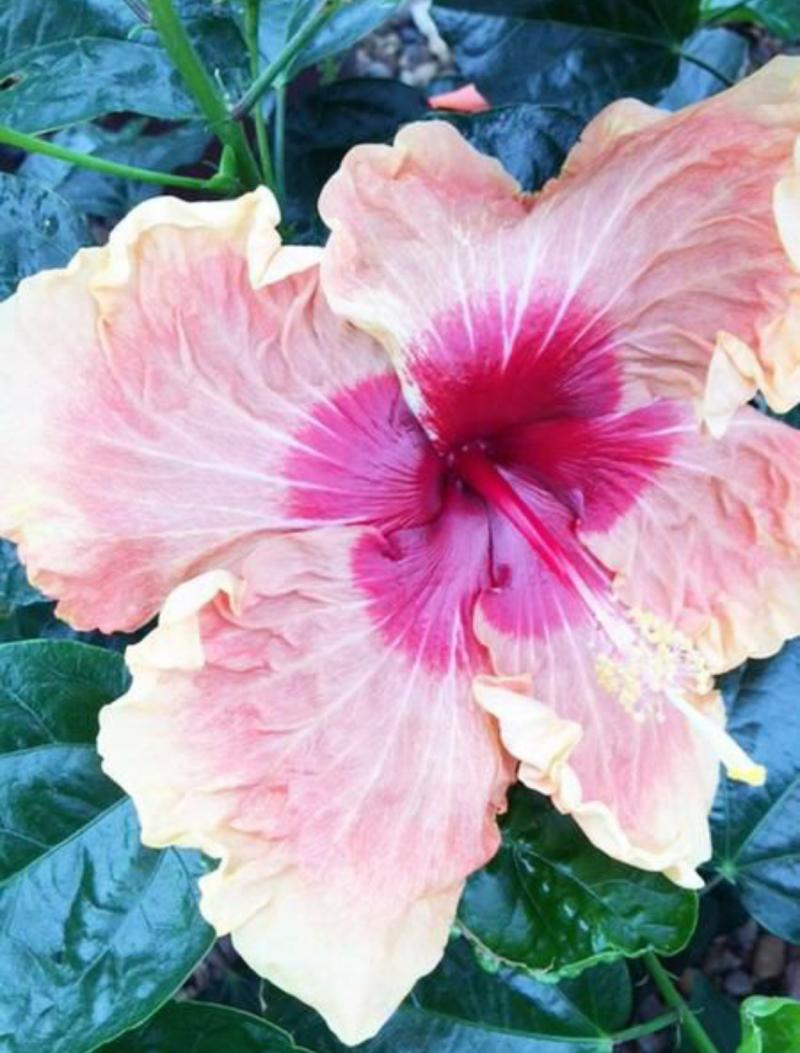 Enormous bloom of 'Fifth Dimension'