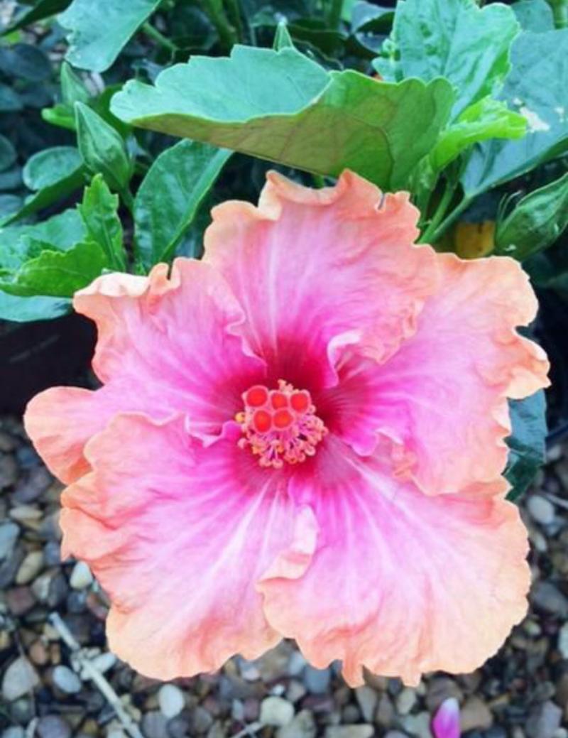 Tropical Hibiscus 'Erin Rachel'
