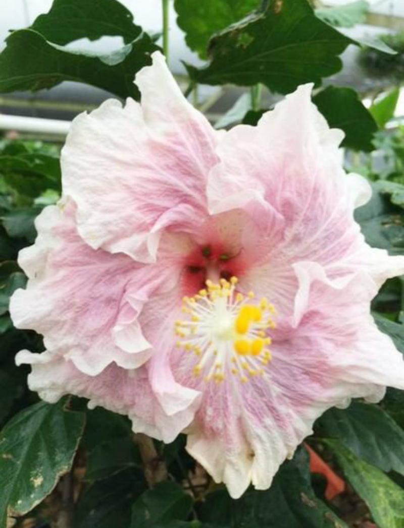 Exotic bloom of Hibiscus 'Baby Girl'