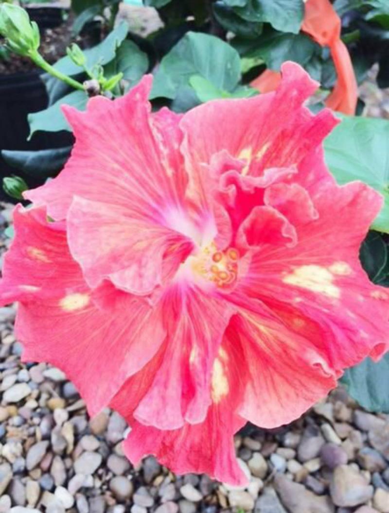 Exotic Hybrid Hibiscus 'Gold Rain'
