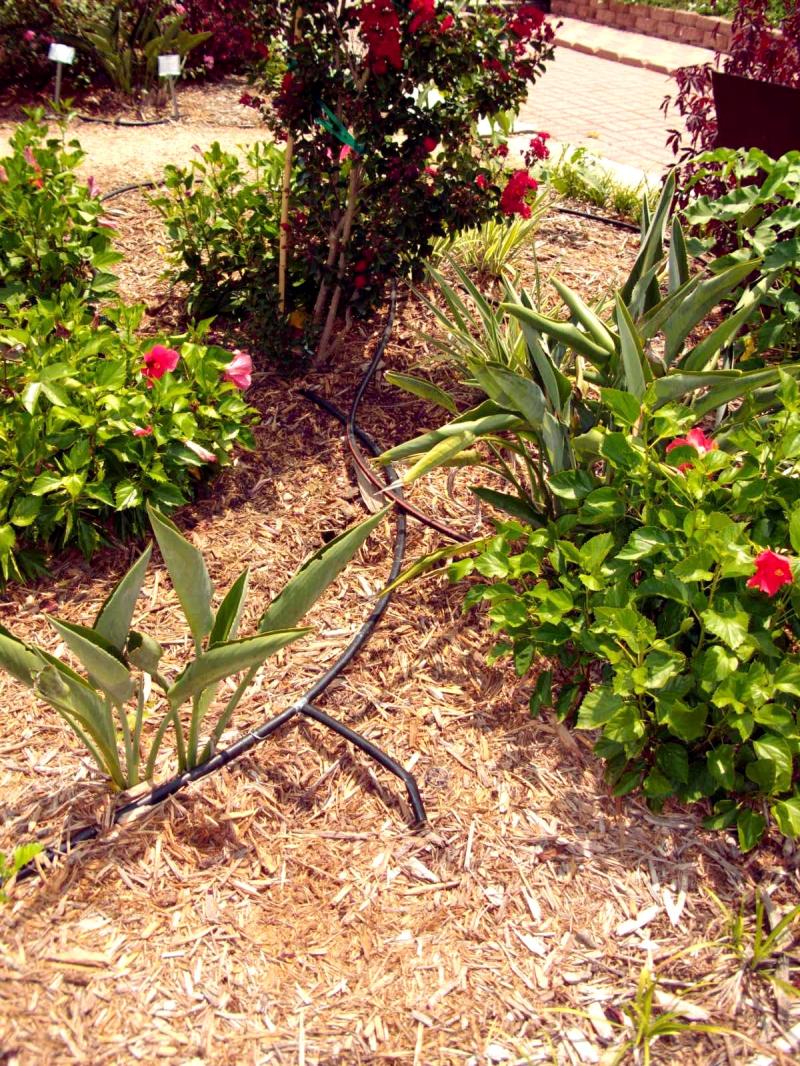 Examples of Drip Irrigation and Soaker Hose at VEG