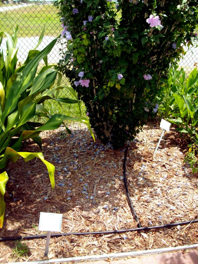 Hibiscus survives with drip irrigation at VEB