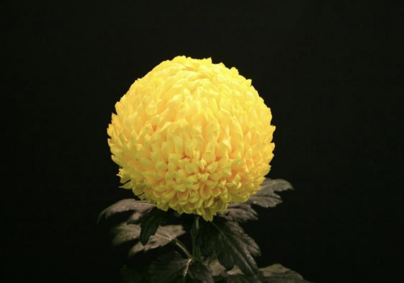 Incurve Chrysanthemum