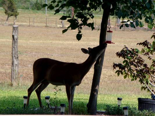 Deer will stop at nothing