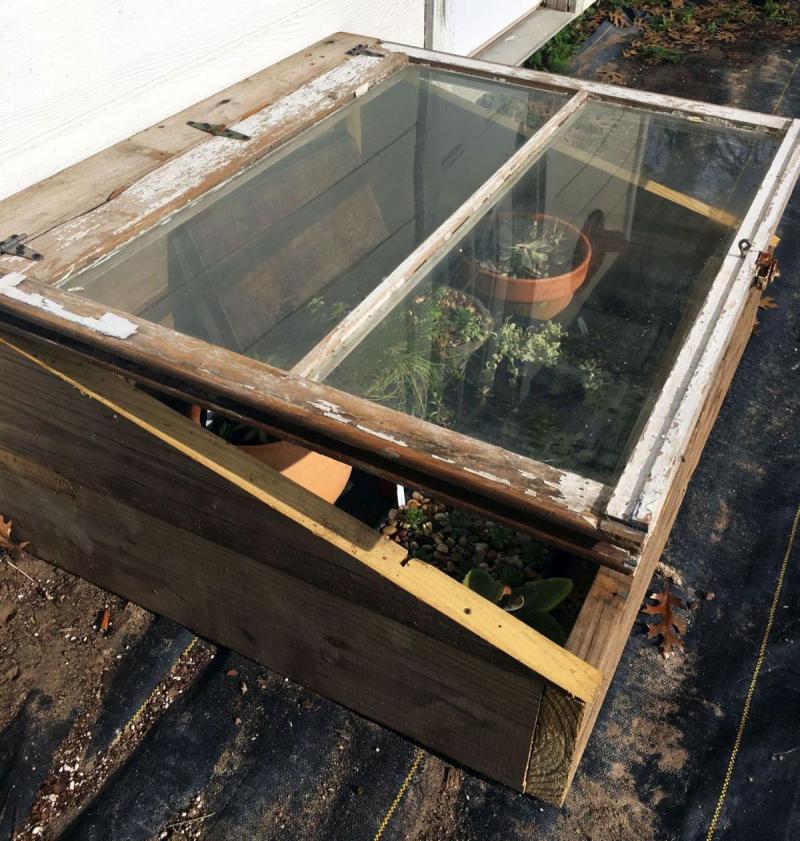 Cold Frame with young annuals
