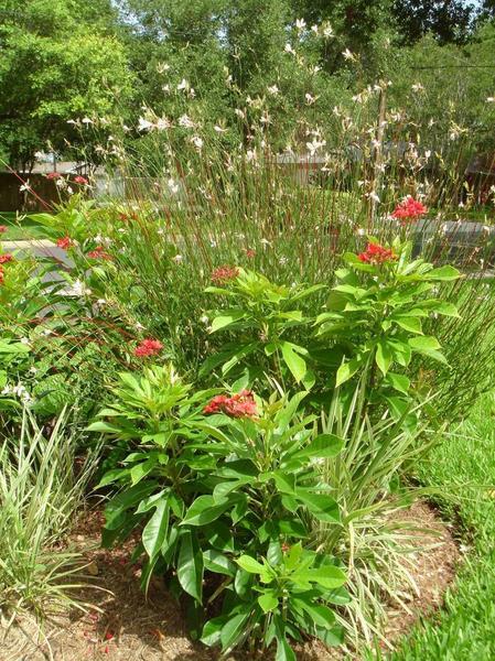 Whirling Butterfly Plant -- Gaura