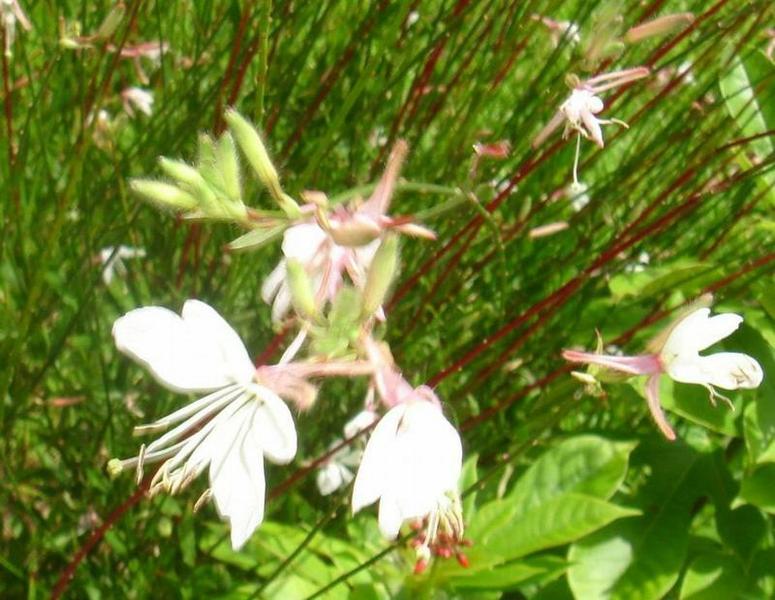 Gaura details