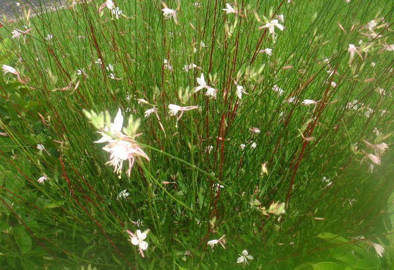 Gaura Blooms on Swaying Stalks